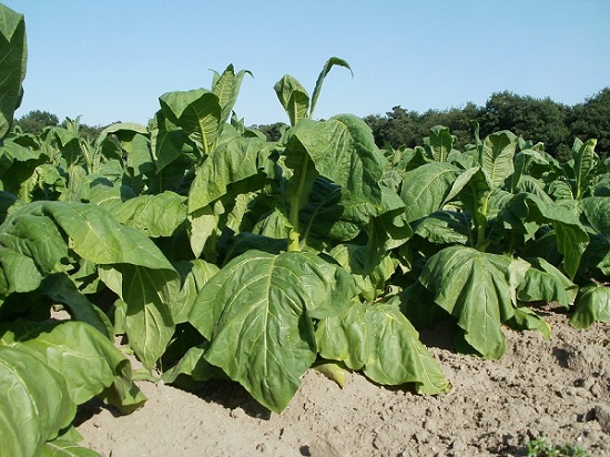El Gobierno aprueba el real decreto para el control de la hoja de tabaco y prevenir su uso en la fabricación clandestina o el comercio ilegal